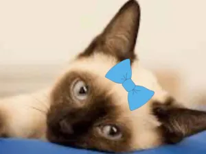 Gato raça Siamês idade 2 a 6 meses nome Cristal 