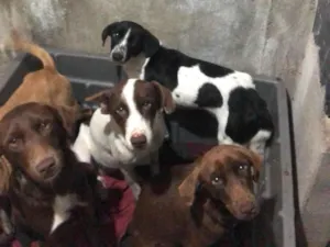 Cachorro raça SRD-ViraLata idade 1 ano nome Apólo / Loki / Nina / pitica