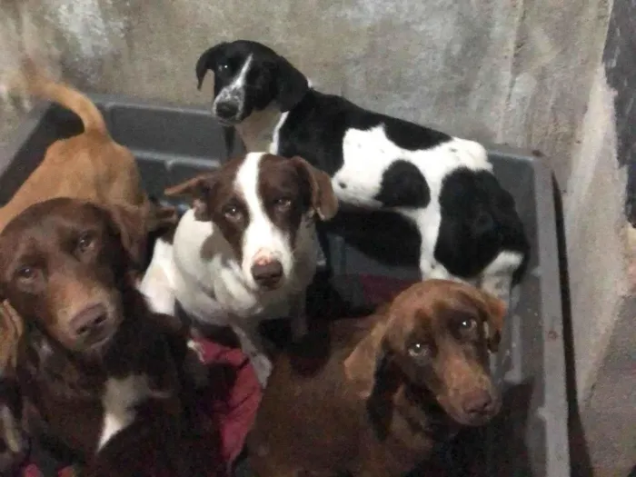 Cachorro ra a SRD-ViraLata idade 1 ano nome Apólo / Loki / Nina / pitica