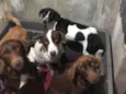Apólo / Loki / Nina / pitica