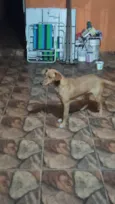 LAICA