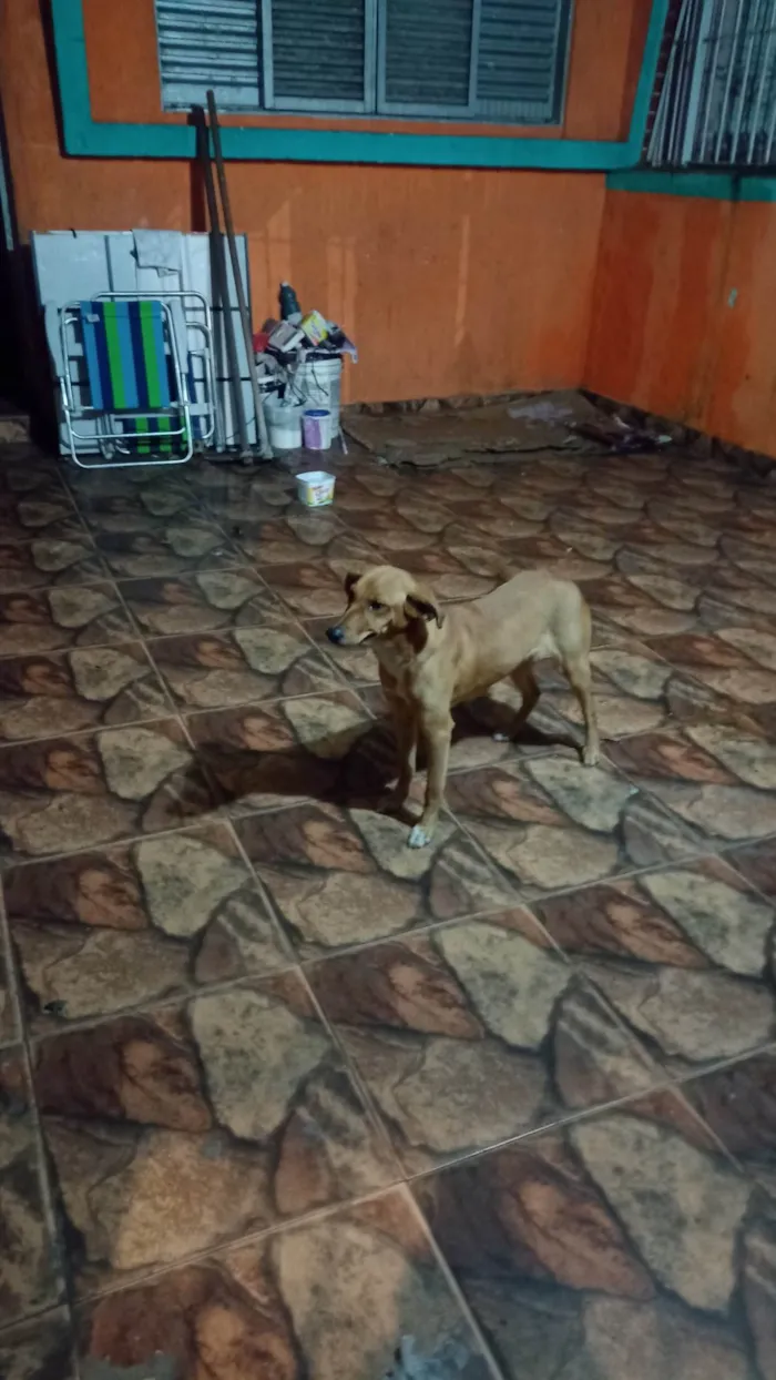 Cachorro ra a SRD-ViraLata idade 7 a 11 meses nome LAICA