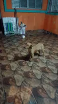 LAICA