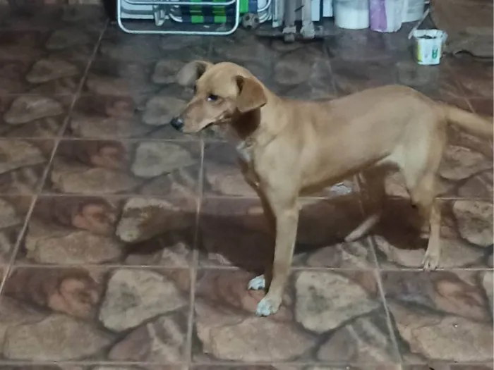 Cachorro ra a SRD-ViraLata idade 7 a 11 meses nome LAICA