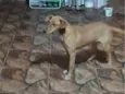 LAICA