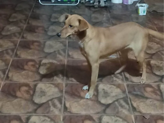 Cachorro ra a SRD-ViraLata idade 7 a 11 meses nome LAICA