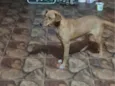 LAICA