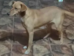 Cachorro raça SRD-ViraLata idade 7 a 11 meses nome LAICA