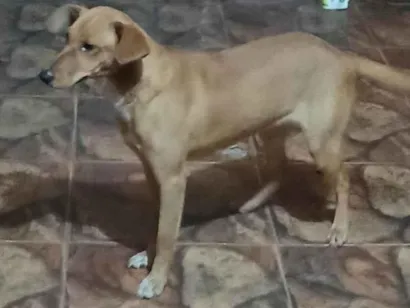 Cachorro raça SRD-ViraLata idade 7 a 11 meses nome LAICA