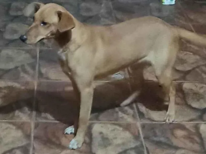 Cachorro ra a SRD-ViraLata idade 7 a 11 meses nome LAICA