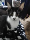 São seis gatinhos frajolas e pretinhos