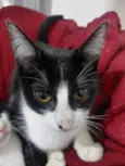 São seis gatinhos frajolas e pretinhos