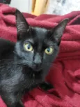 São seis gatinhos frajolas e pretinhos