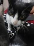 São seis gatinhos frajolas e pretinhos