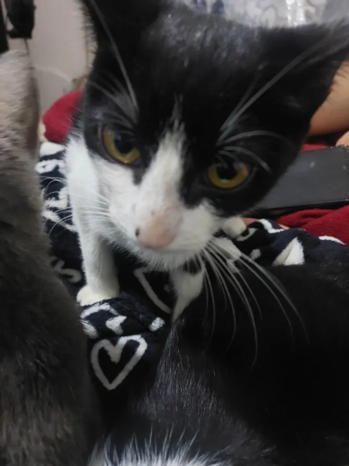 Gato ra a SRD-ViraLata idade 2 a 6 meses nome São seis gatinhos frajolas e pretinhos