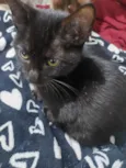 São seis gatinhos frajolas e pretinhos