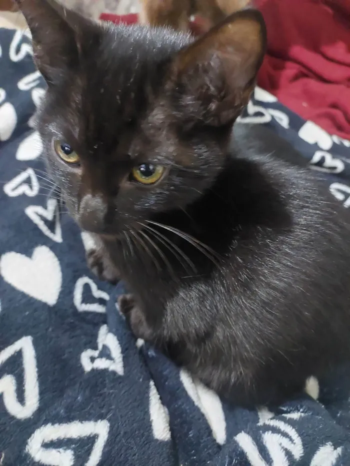 Gato ra a SRD-ViraLata idade 2 a 6 meses nome São seis gatinhos frajolas e pretinhos