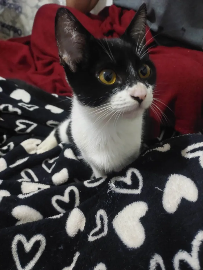 Gato ra a SRD-ViraLata idade 2 a 6 meses nome São seis gatinhos frajolas e pretinhos