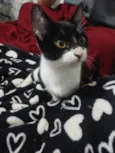 São seis gatinhos frajolas e pretinhos
