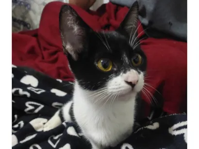 Gato raça SRD-ViraLata idade 2 a 6 meses nome São seis gatinhos frajolas e pretinhos