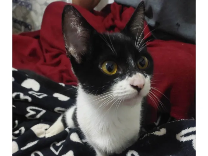 Gato ra a SRD-ViraLata idade 2 a 6 meses nome São seis gatinhos frajolas e pretinhos