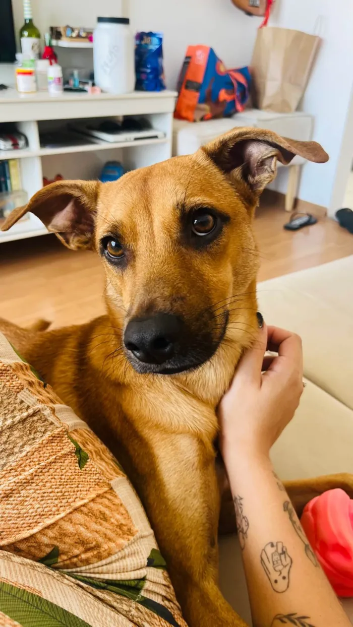 Cachorro ra a SRD-ViraLata idade 7 a 11 meses nome Totoro 