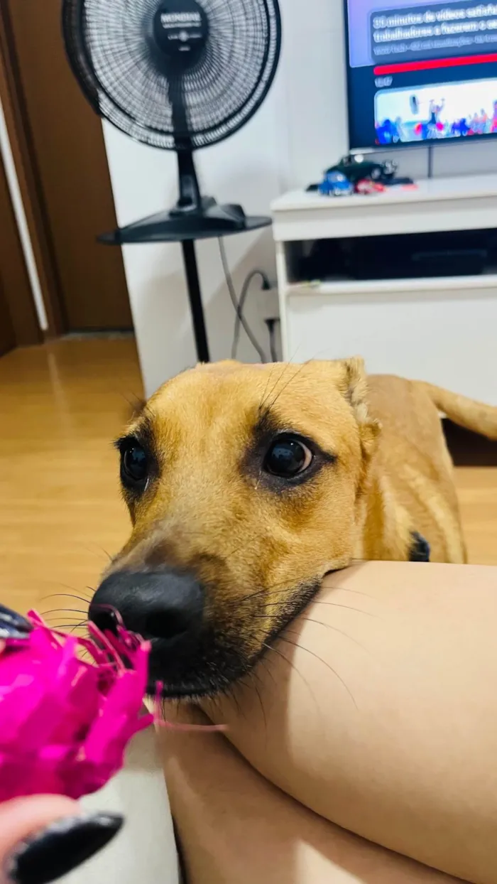 Cachorro ra a SRD-ViraLata idade 7 a 11 meses nome Totoro 