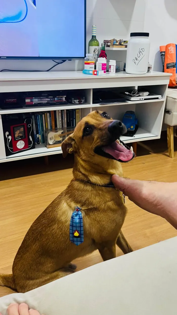 Cachorro ra a SRD-ViraLata idade 7 a 11 meses nome Totoro 