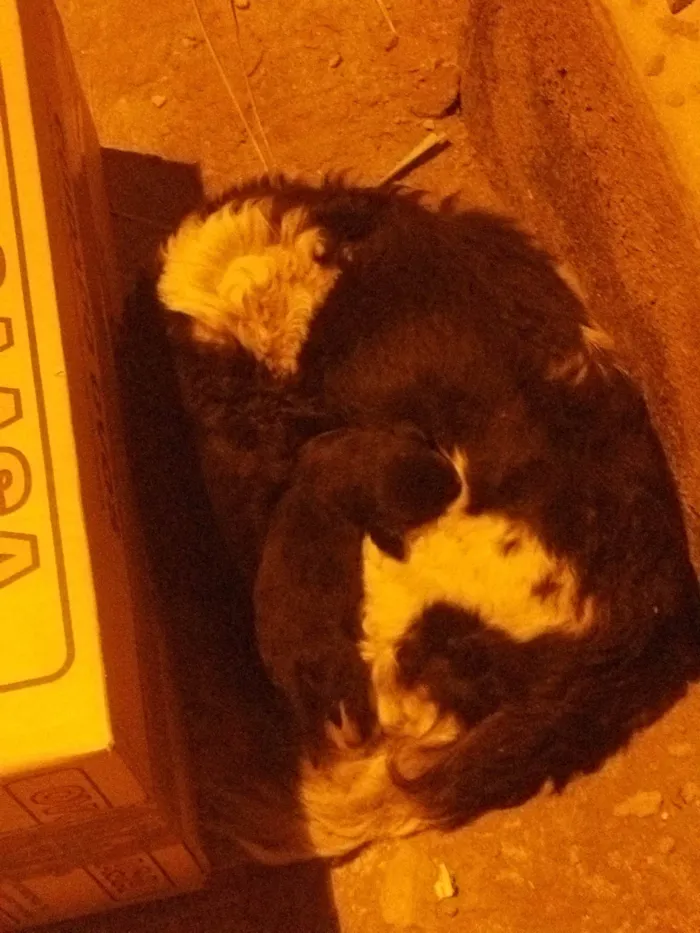 Cachorro ra a SRD-ViraLata idade 5 anos nome Amora