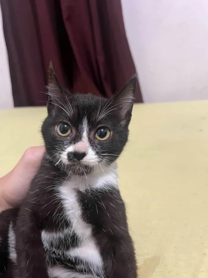 Gato ra a SRD-ViraLata idade 2 a 6 meses nome Sem nome ainda