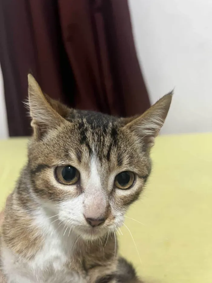 Gato ra a SRD-ViraLata idade 2 a 6 meses nome Sem nome 