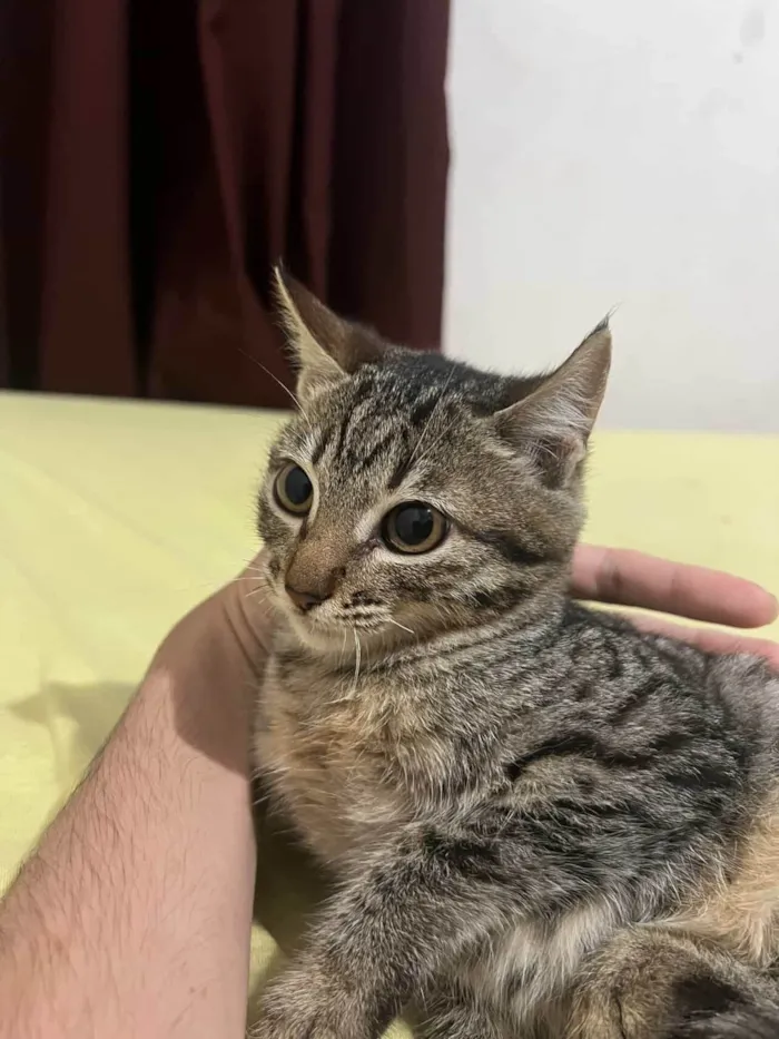 Gato ra a SRD-ViraLata idade 2 a 6 meses nome Sem nome