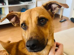 Cachorro raça SRD-ViraLata idade 7 a 11 meses nome Totoro 