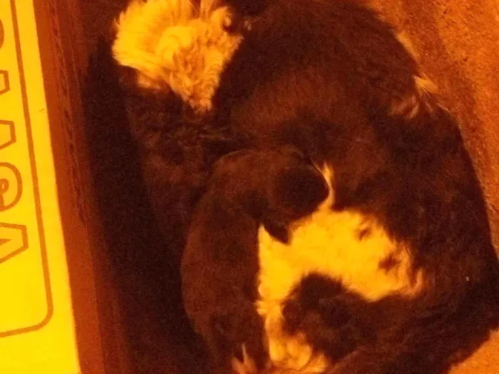 Cachorro ra a SRD-ViraLata idade 5 anos nome Amora