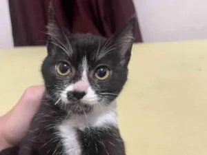 Gato raça SRD-ViraLata idade 2 a 6 meses nome Sem nome ainda