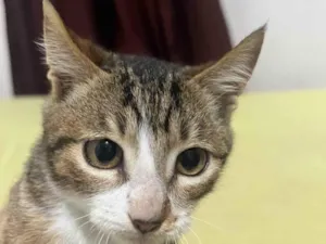 Gato raça SRD-ViraLata idade 2 a 6 meses nome Sem nome 