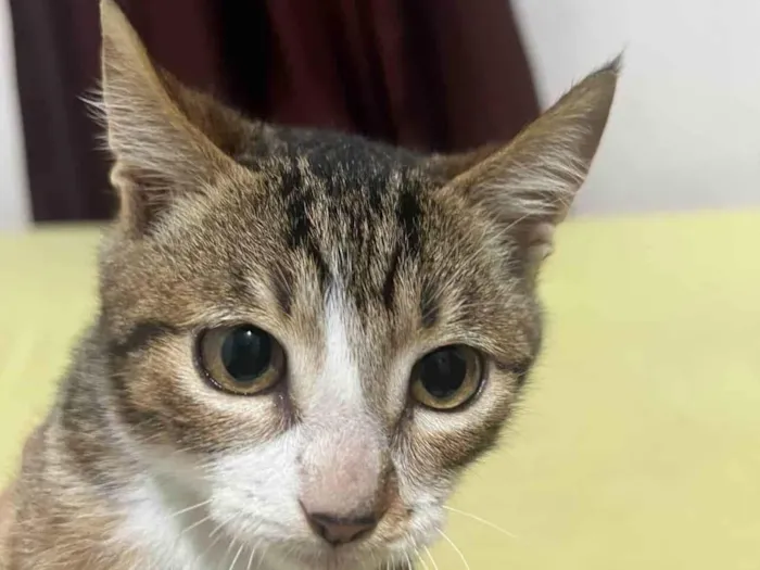 Gato ra a SRD-ViraLata idade 2 a 6 meses nome Sem nome 