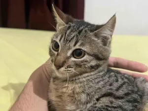 Gato raça SRD-ViraLata idade 2 a 6 meses nome Sem nome