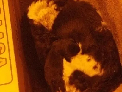 Cachorro raça SRD-ViraLata idade 5 anos nome Amora