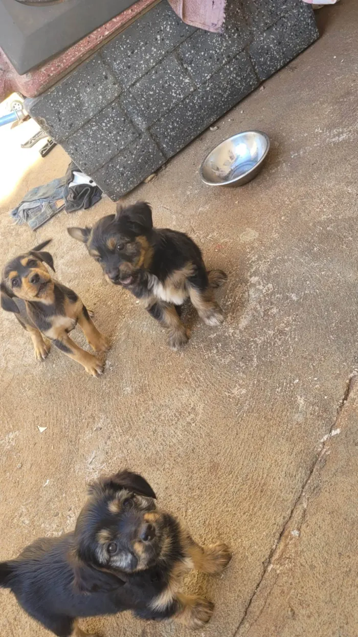 Cachorro ra a SRD-ViraLata idade 2 a 6 meses nome Não tem nome 