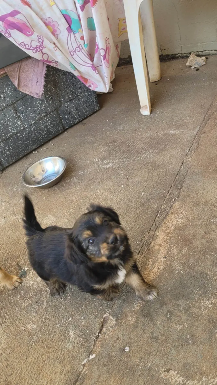 Cachorro ra a SRD-ViraLata idade 2 a 6 meses nome Não tem nome 