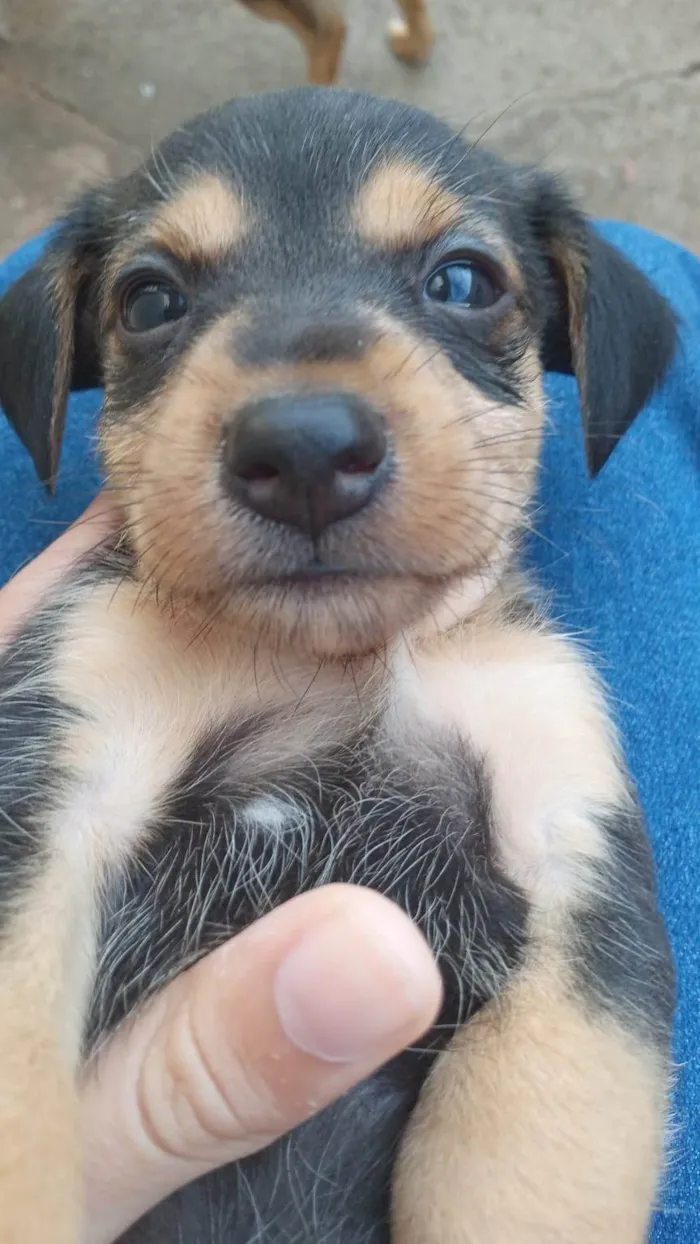 Cachorro ra a SRD-ViraLata idade 2 a 6 meses nome Não tem nome 