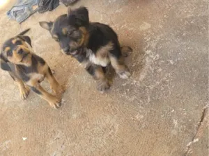 Cachorro raça SRD-ViraLata idade 2 a 6 meses nome Não tem nome 