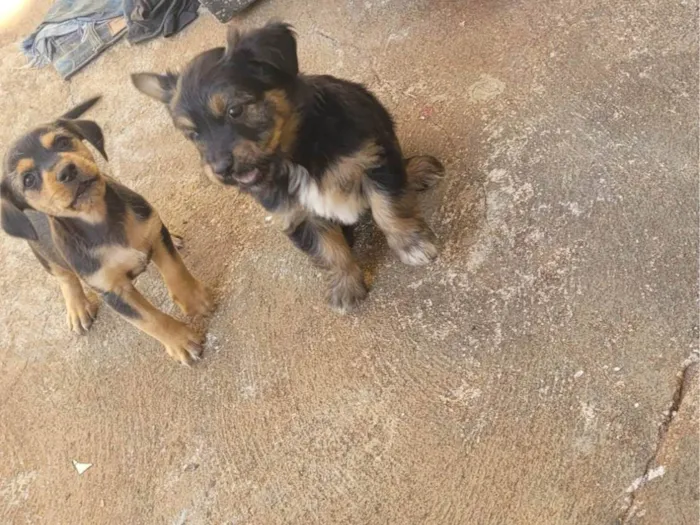 Cachorro ra a SRD-ViraLata idade 2 a 6 meses nome Não tem nome 