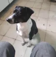 Toby 