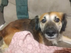 Cachorro raça SRD-ViraLata idade 3 anos nome Pitoco 