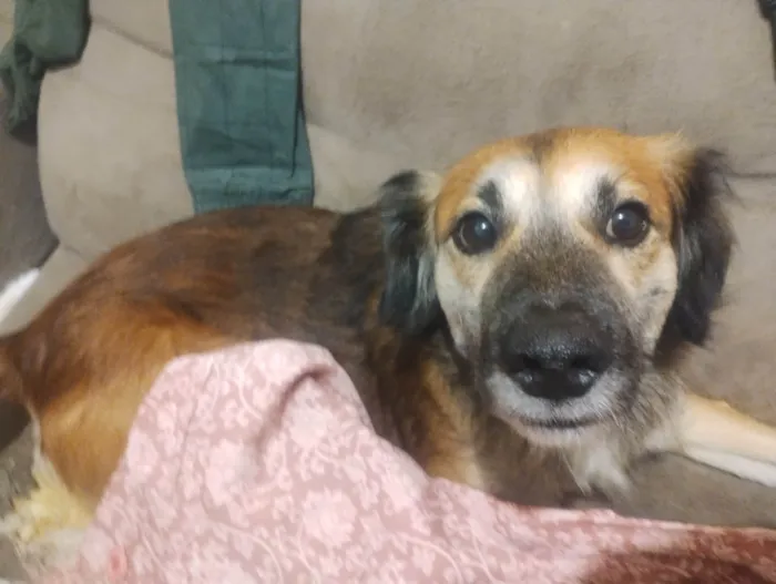 Cachorro ra a SRD-ViraLata idade 3 anos nome Pitoco 