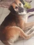 Pitoco 