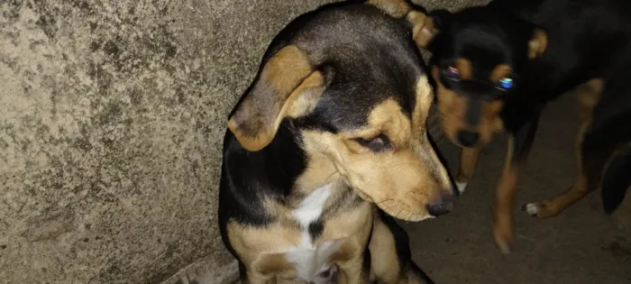 Cachorro ra a SRD-ViraLata idade 7 a 11 meses nome Rambo
