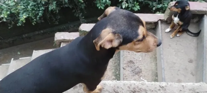 Cachorro ra a SRD-ViraLata idade 7 a 11 meses nome Rambo